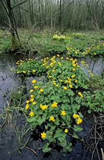 Caltha Palustris Prints: Marsh Marigold in marsh