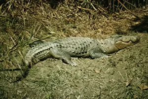 Personalized Home Decor Prints: Marsh Mugger Crocodile