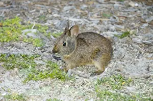 Marsh Rabbit Print - USA ASW-4737