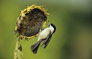 Marsh TIT - On ripened sunflower head Marsh TIT - On ripened sunflower head