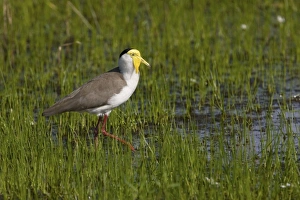 Masked Lapwing / Spur-winged Plover Masked Lapwing / Spur-winged Plover