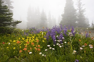 Mass of flowers including broadleaf arnica, paintbrush, broadleaf lupine Mass of flowers including broadleaf arnica, paintbrush, broadleaf lupine