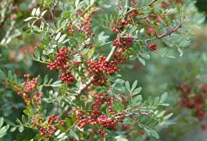 Close Up Plant Photos Prints: Mastic Tree
