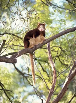 Matschie's Tree Kangaroo Print