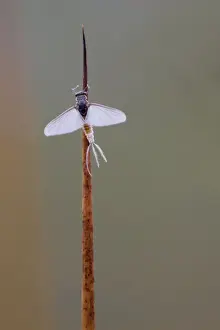 Cornwall Wildlife Prints: Mayfly - Cornwall - UK