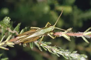 Insect Prints For Sale Prints: Meadow Grasshopper
