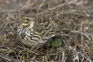 Bird Photography Prints For Sale Prints: Meadow Pipit