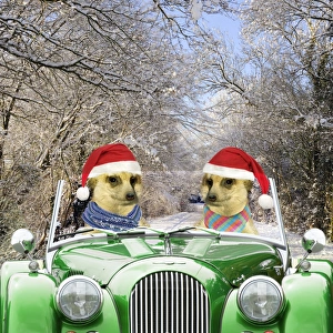 Meerkats - driving car through snow scene wearing Christmas hats Meerkats - driving car through snow scene wearing Christmas hats