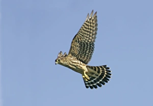 Merlin - in flight, during autumn the migration Merlin - in flight, during autumn the migration