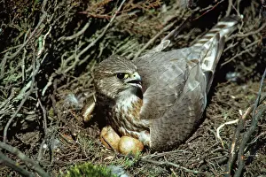 Merlin Incubating Print