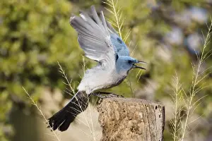 Personal Use Prints Available Prints: Mexican Jay