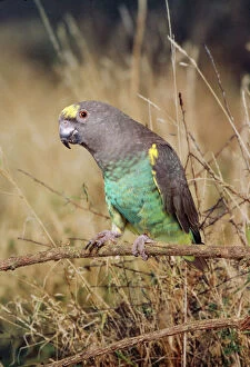 Images Dated 15th July 2005: Meyer's Parrot