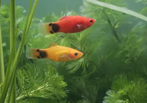 Mickey Mouse Molly Tropical Freshwater Fish Art Prints