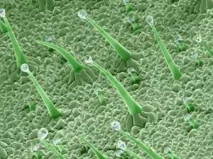 Micro Photography Prints: Leaf Hairs Print - Dicot Plant with Gutation Water Droplets