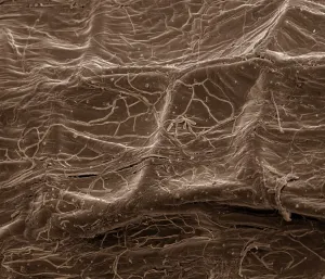 Micro Photography Prints: Mycorrhiza Fungus in Plant Root Print (A4, 29.7 cm wide)