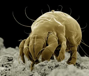 Flour Mite SEM Print, A4 Size