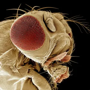 Fruit Fly SEM Print (A4, 29.7 cm width)