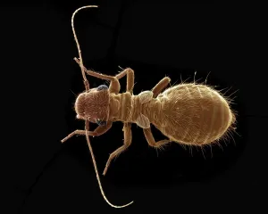 Psocid Print, Lepinotus sp., SEM Image