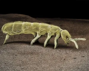 Prints of LRDS-122 Springtail, Order Collembola Scanning Electron Micrograph (SEM) Magnification x 150 (A4 size: 29.7 cm width) Coloured by hand to enhance natural features Collembola Prints: Springtail Print, Collembola Order, SEM Image