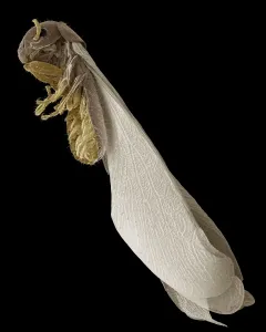 Scanning Electron Microscope Images Prints: Scanning Electron Micrograph (SEM): Termite, Magnification x 30 (A4 size: 29. 7 cm width)