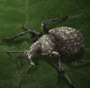 Scanning Electron Microscope Images Prints: Scanning Electron Micrograph (SEM): Vine Weevil