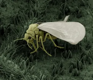 Micro Photography Prints: Whitefly SEM Print, A4 Size