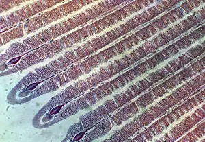 Prints of PM-1947 Fish Anatomy - Fish gill under microscope. Pat Morris Please note that prints are for personal display purposes only and may not be reproduced in anyway. Images Dated 9th October 2007: Microscopic Fish Gill Print