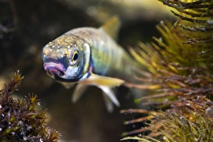 Minnow - Single adult in breeding condition photographed underwater Minnow - Single adult in breeding condition photographed underwater