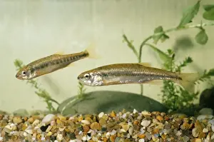 Ardea London Prints: Minnows