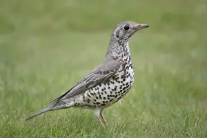 Birdwatching In The UK Prints: Mistle Thrush - Cornwall - UK