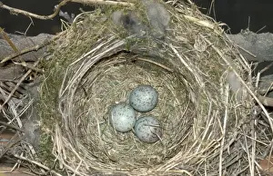 Wildlife Birds Photography Prints: Mistle Thrush - eggs in nest