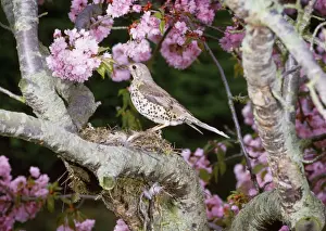 Personal Display Artwork Prints: Mistle Thrush - at nest