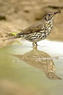 Croatian Wildlife Photography Prints: Mistle Thrush at rain puddle with reflection Croatia