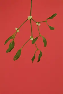 Mistletoe Plant Prints: Mistletoe