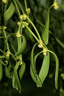 European Mistletoe Species Prints: Mistletoe - in flower