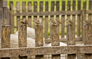 Mixed flock of Tree Sparrows and House Sparrows on fence Mixed flock of Tree Sparrows and House Sparrows on fence