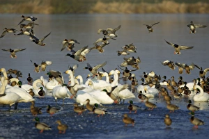 Mixed Wildfowl - Mallards landing amongst Whooper swans (Cygnus cygnus) Mixed Wildfowl - Mallards landing amongst Whooper swans (Cygnus cygnus)