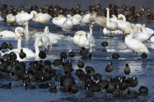 Mixed WILDFOWL - Mute (Cygnus olor) and Whooper Swans (Cygnus cygnus) Mixed WILDFOWL - Mute (Cygnus olor) and Whooper Swans (Cygnus cygnus)