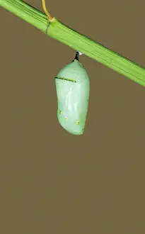 Unique Wildlife Photography Prints: Monarch Butterfly - Hatching sequence 2 of 6