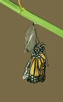 Monarch Butterfly Life Cycle Prints: Monarch Butterfly - Hatching sequence 5 of 6