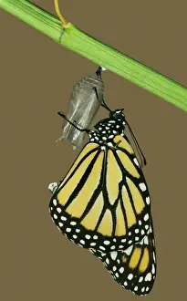 Images Dated 2003: Monarch Butterfly Hatching Sequence Print