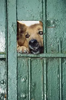 Johan De Meester Artwork Prints: Mongrel Dog - looking through gate, guarding