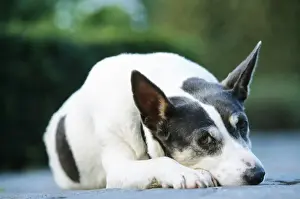 Johan De Meester Art Prints: Mongrel Dog - Lying down