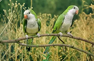 Prints of AP-1604 Monk Parakeet Myiopsitta monachus Dennis Avon Please note that prints are for personal display purposes only and may not be reproduced in any way. Pitheciidae Prints: Monk Parakeet Print AP-1604