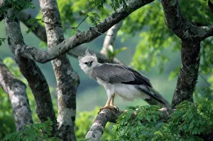 Monkey-eating / Philippine Eagle - in tree Monkey-eating / Philippine Eagle - in tree