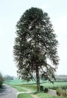 Evergreen Coniferous Trees Prints: Monkey Puzzle Tree / Chile Pine UK