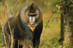 Prints of WAT-7024 MANDRILL BABOON Mandrillus sphinx Vulnerable species. Formerly Papio sphinx M. Watson Please note that prints are for personal display purposes only and may not be reproduced in any way Mandrill Prints: Mandrill Baboon Print, a detailed image of Mandrillus sphinx