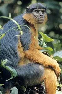 African Monkeys Prints: Red Colobus Monkey