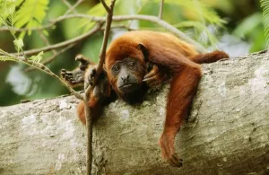 Red Howler Monkey Prints: Red Howler Monkey