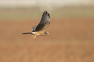 Montagus Harrier - juvenile in flight - with a dragonfly Montagus Harrier - juvenile in flight - with a dragonfly